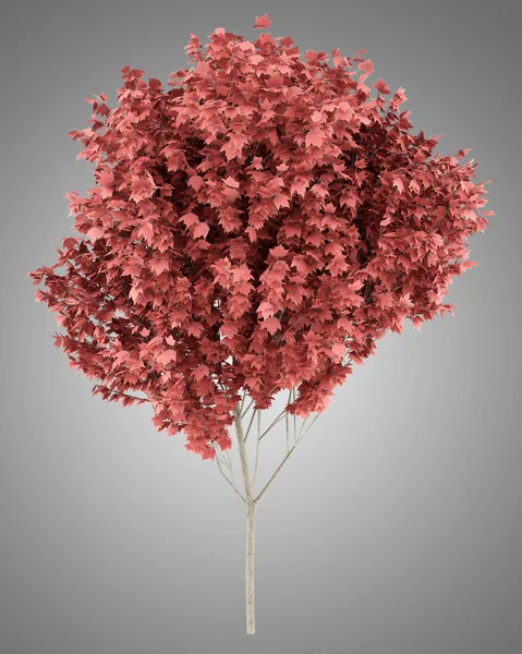 赤のカエデの木は、灰色の背景に分離されました。3 d イラストレーション — ストック写真