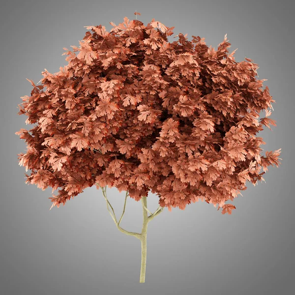 Red oak tree geïsoleerd op een grijze achtergrond. 3D illustratie — Stockfoto