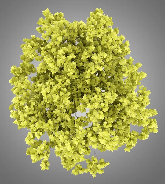 Üstten Görünüm gri arka plan üzerinde izole Norveç akçaağaç ağaç. 3D Il — Stok fotoğraf