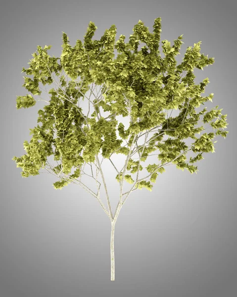 Árbol de arce norway aislado sobre fondo gris. ilustración 3d —  Fotos de Stock