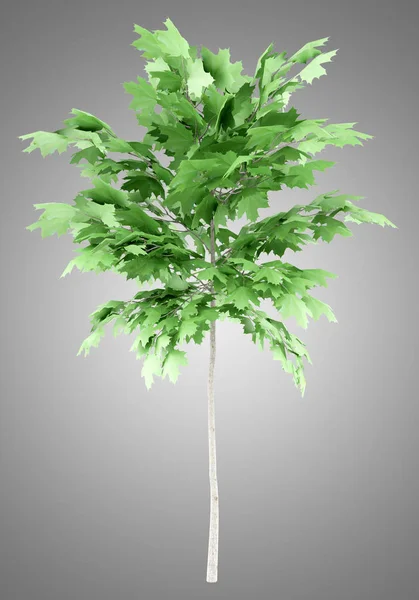 Albero di acero norway isolato su sfondo grigio. Illustrazione 3d — Foto Stock