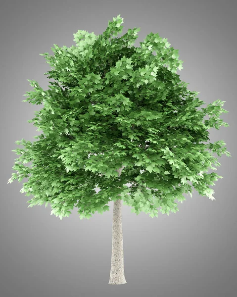 Νορβηγία maple tree απομονώνονται σε γκρι φόντο. 3D απεικόνιση — Φωτογραφία Αρχείου