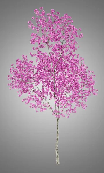 Δέντρο κόκκινο lapacho απομονώνονται σε γκρι φόντο. 3D απεικόνιση — Φωτογραφία Αρχείου