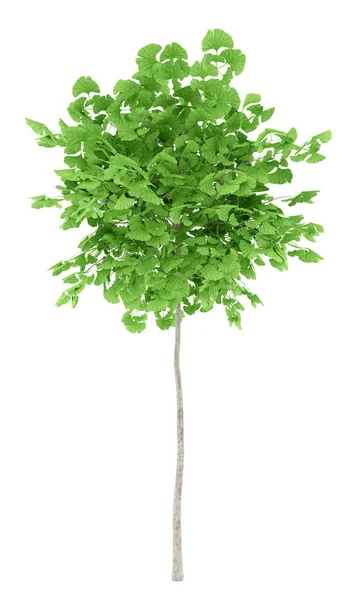 Δέντρο Ginkgo που απομονώνονται σε λευκό φόντο. 3D απεικόνιση — Φωτογραφία Αρχείου