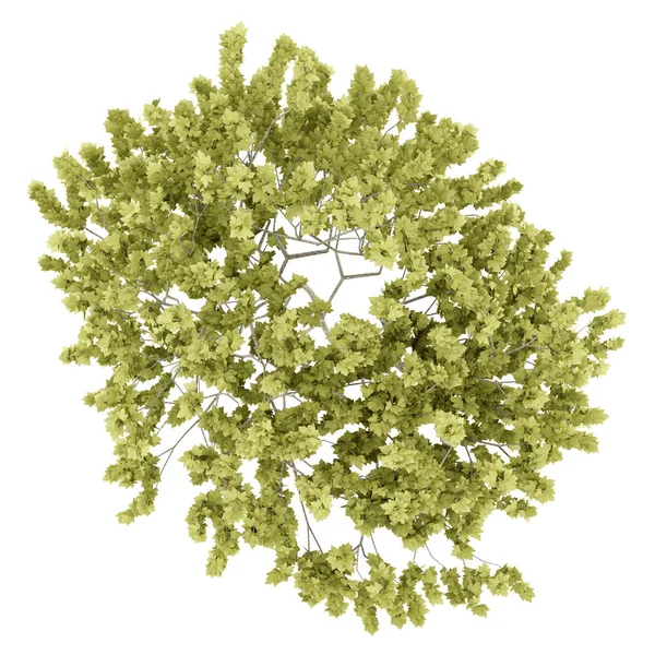 Κάτοψη του Νορβηγία maple tree, που απομονώνονται σε λευκό φόντο. 3D μου — Φωτογραφία Αρχείου
