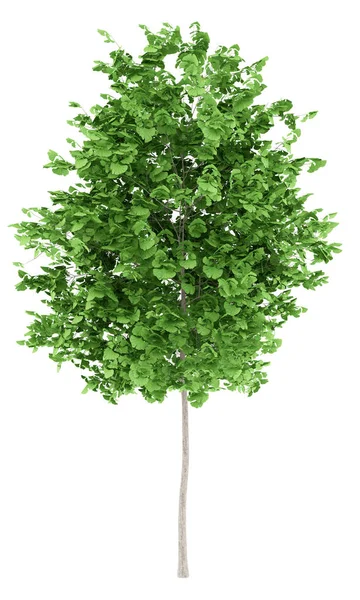 Ginkgo árvore isolada no fundo branco. ilustração 3d — Fotografia de Stock
