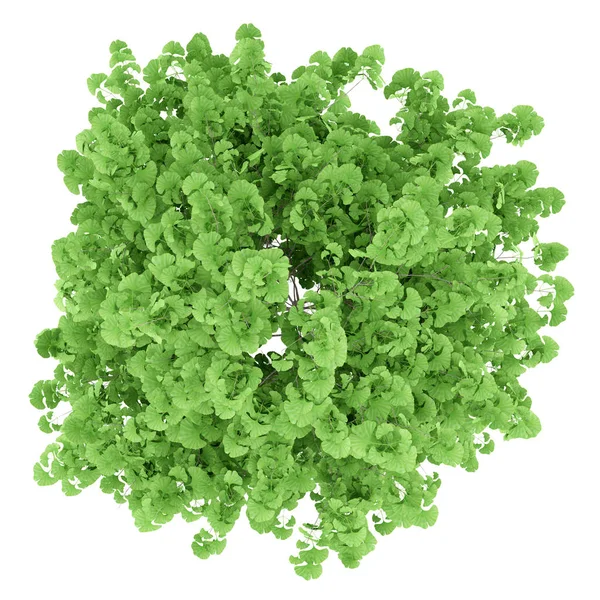 Üstten Görünüm beyaz arka plan üzerinde izole ginkgo ağacının. 3D illustr — Stok fotoğraf
