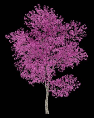 siyah arka plan üzerine izole kırmızı lapacho ağacı. 3D çizim