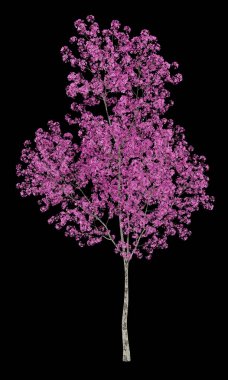 siyah arka plan üzerine izole kırmızı lapacho ağacı. 3D çizim