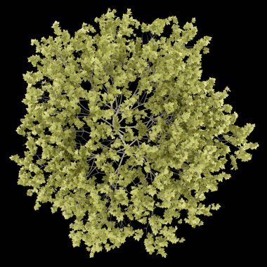 Üstten Görünüm siyah arka plan üzerine izole Norveç akçaağaç ağaç. 3D ben