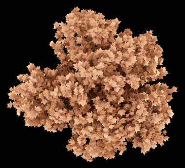 Üstten Görünüm siyah arka plan üzerine izole kırmızı akçaağaç ağaç. 3D Hüseyin