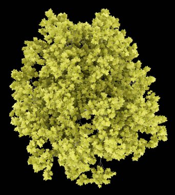 Üstten Görünüm siyah arka plan üzerine izole Norveç akçaağaç ağaç. 3D ben