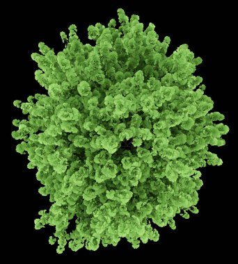 Üstten Görünüm siyah arka plan üzerine izole ginkgo ağacının. 3D illustr