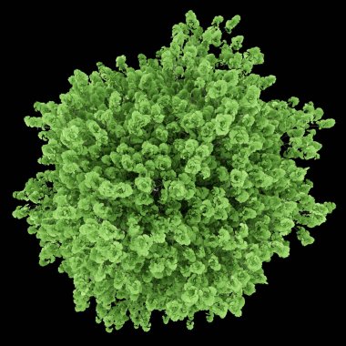 Üstten Görünüm siyah arka plan üzerine izole ginkgo ağacının. 3D illustr