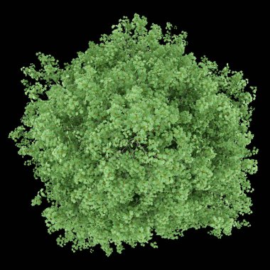 Lale ağacı siyah arka plan üzerine izole üstten görünüm. 3D illustra