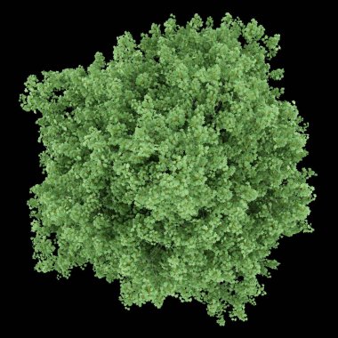 Lale ağacı siyah arka plan üzerine izole üstten görünüm. 3D illustra