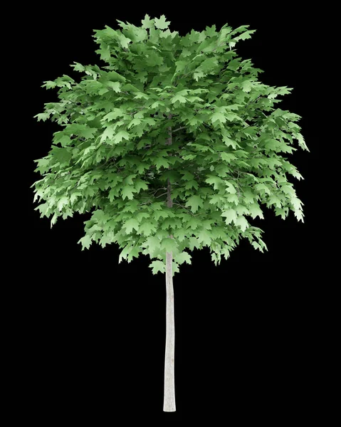 Norway maple tree isolated on black background. 3d illustration — Stock Photo, Image