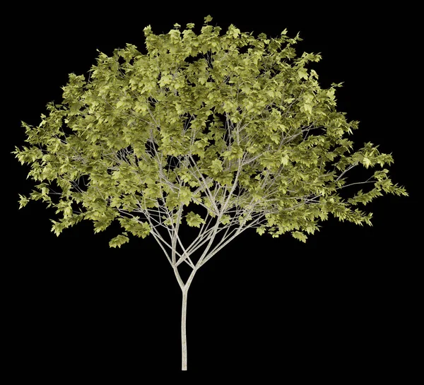 Norway maple tree isolated on black background. 3d illustration — Stock Photo, Image