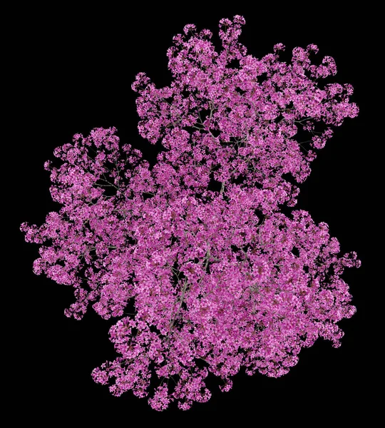 Bovenaanzicht van rode Sirari boom geïsoleerd op zwarte achtergrond. 3D-il — Stockfoto