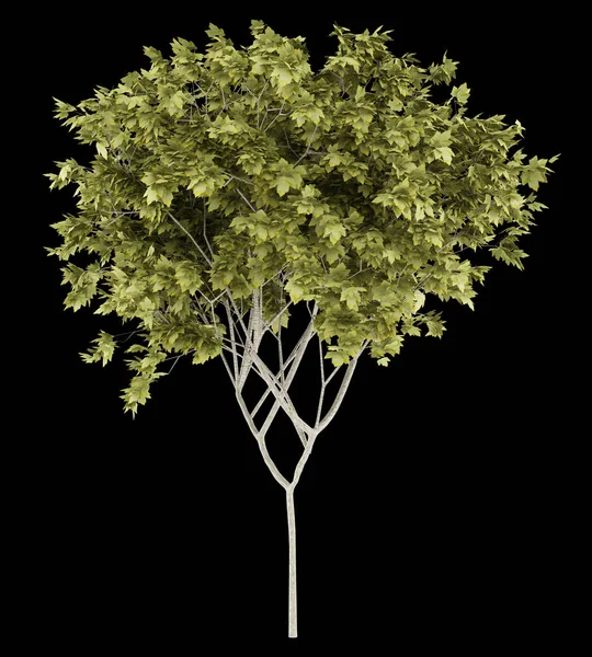 Νορβηγία maple tree απομονώνονται σε μαύρο φόντο. 3D απεικόνιση — Φωτογραφία Αρχείου