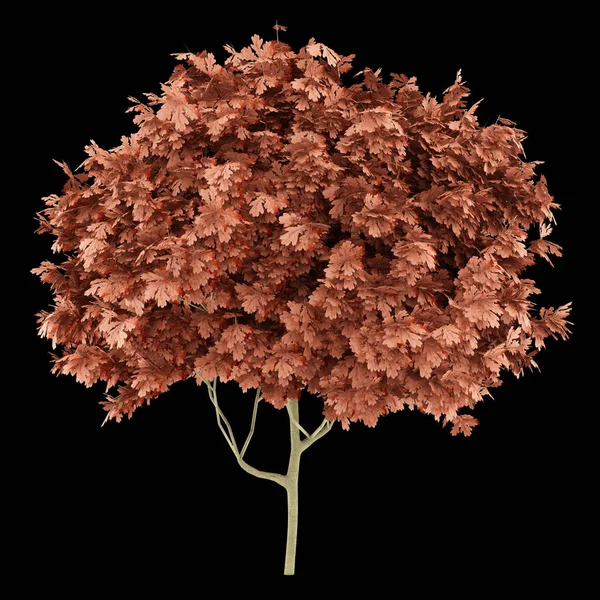 Drzewo dąb czerwony na białym na czarnym tle. ilustracja 3D — Zdjęcie stockowe