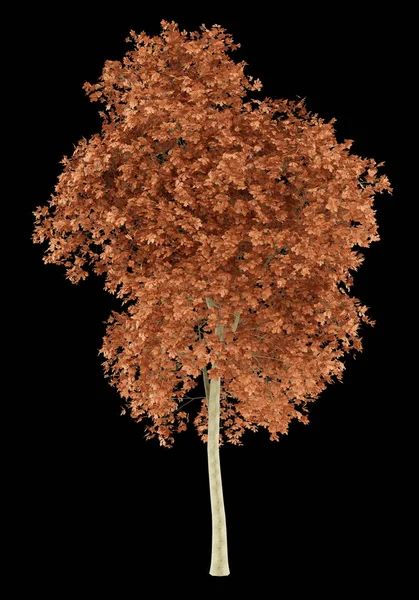 Drzewo dąb czerwony na białym na czarnym tle. ilustracja 3D — Zdjęcie stockowe