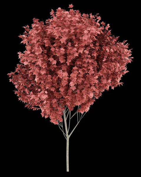 Red maple tree isolated on black background. 3d illustration — Stock Photo, Image