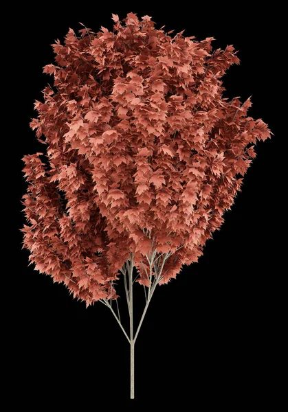 Drzewo klon czerwony na białym na czarnym tle. ilustracja 3D — Zdjęcie stockowe