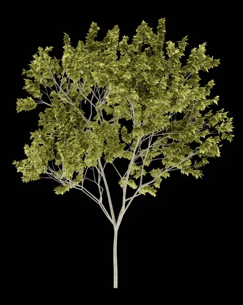 Νορβηγία maple tree απομονώνονται σε μαύρο φόντο. 3D απεικόνιση — Φωτογραφία Αρχείου