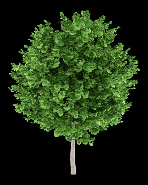 Ginkgo-boom geïsoleerd op zwarte achtergrond. 3D illustratie — Stockfoto