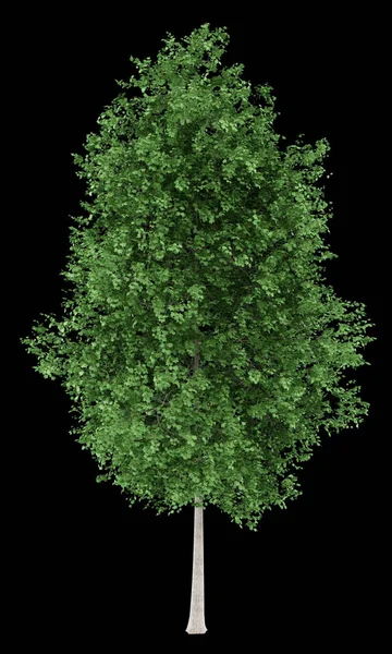 Tulpenbaum isoliert auf schwarzem Hintergrund. 3D-Illustration — Stockfoto