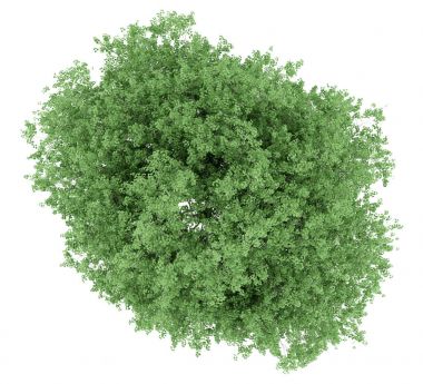 Lale ağacı beyaz zemin üzerine izole Üstten Görünüm