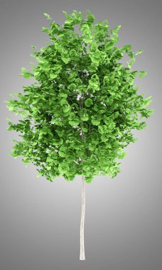 gri arka plan üzerinde izole ginkgo ağacı. 3D çizim