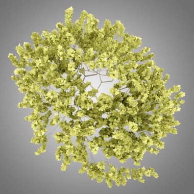 Üstten Görünüm gri arka plan üzerinde izole Norveç akçaağaç ağaç. 3D Il