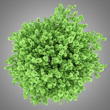 Üstten Görünüm gri arka plan üzerinde izole ginkgo ağacının. 3D illustra