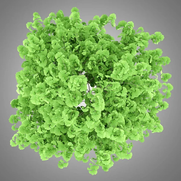 银杏树的顶部观在灰色背景下分离。3d 伊路斯特拉 — 图库照片