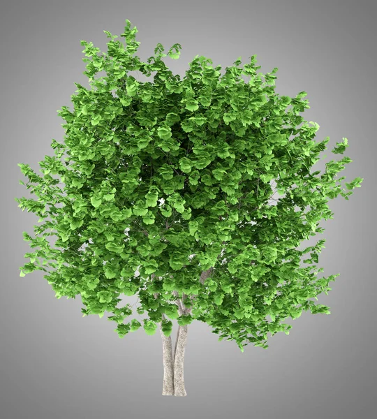 Ginkgo árvore isolada em fundo cinza. ilustração 3d — Fotografia de Stock