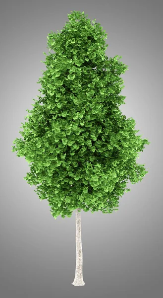 Ginkgo träd isolerade på grå bakgrund. 3D illustration — Stockfoto