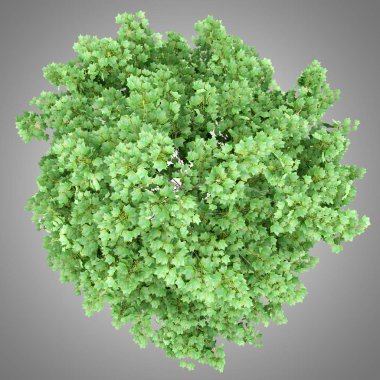 Lale ağacı üzerinde gri arka plan izole üstten görünüm. 3D illustrat