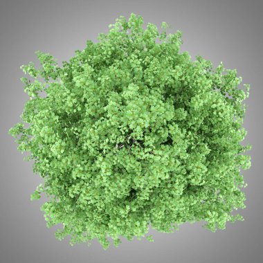 Lale ağacı üzerinde gri arka plan izole üstten görünüm. 3D illustrat