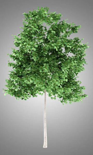 Δέντρο τουλίπα απομονώνονται σε γκρι φόντο. 3D απεικόνιση — Φωτογραφία Αρχείου