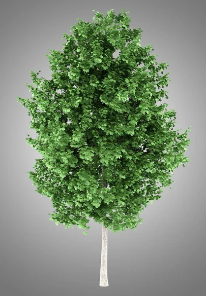 Tulpenbaum isoliert auf grauem Hintergrund. 3D-Illustration — Stockfoto