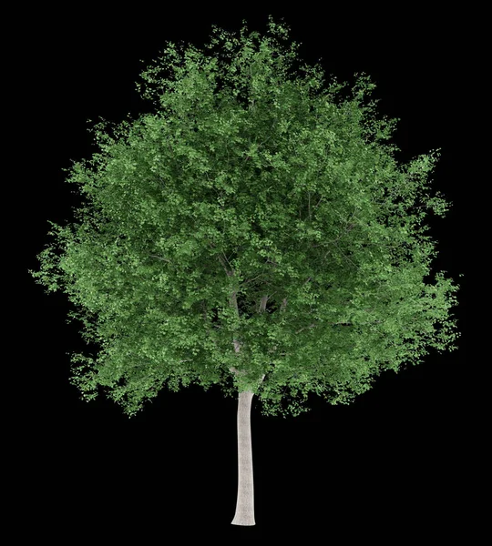 Тюльпанне дерево ізольоване на чорному тлі. 3d ілюстрація — стокове фото