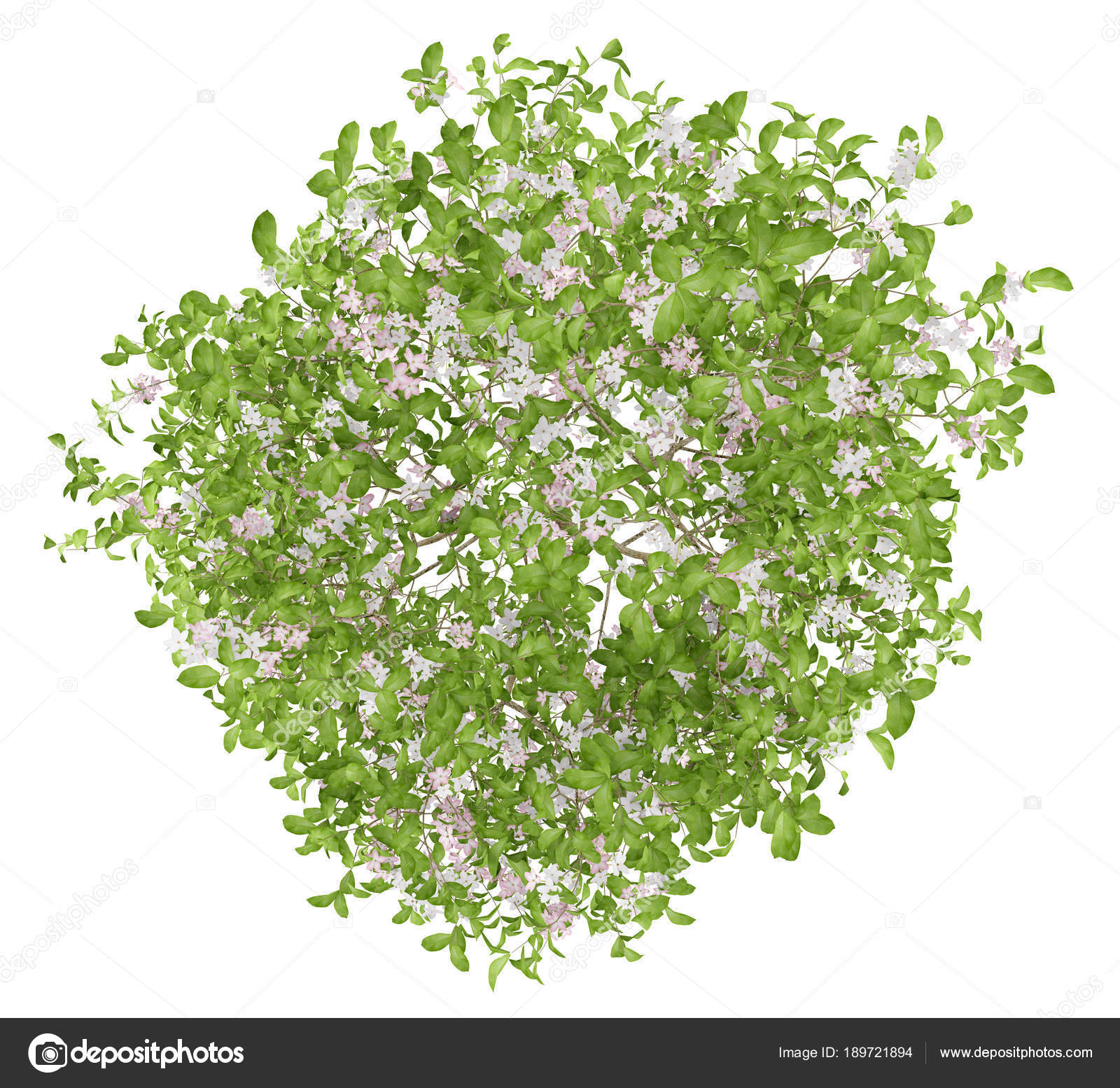 Top view of flowering apple tree isolated on white background. 3 Stock