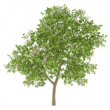 Beyaz arka plan üzerinde izole elma ağacı çiçeklenme. 3D illustrati