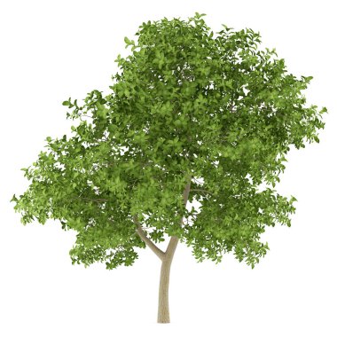 Beyaz arka plan üzerinde izole elma ağacı. 3D çizim