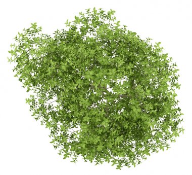 Üstten Görünüm beyaz arka plan üzerinde izole elma ağacının. 3D illustra