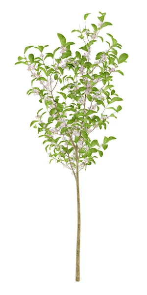 Ανθοφορίας δέντρο μηλιάς που απομονώνονται σε λευκό φόντο. 3D illustrati — Φωτογραφία Αρχείου