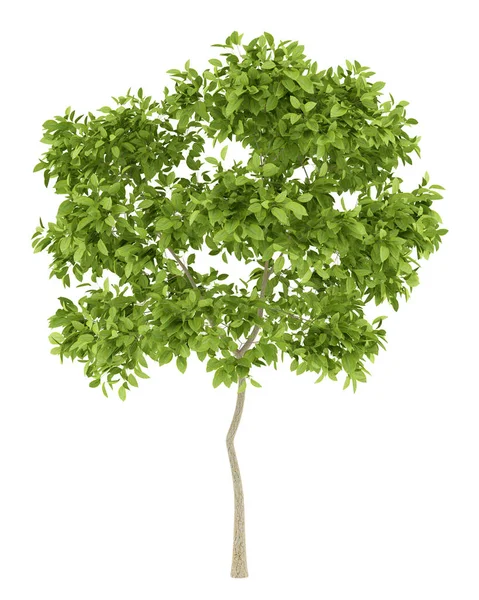 Δέντρο αχλαδιών που απομονώνονται σε λευκό φόντο. 3D απεικόνιση — Φωτογραφία Αρχείου