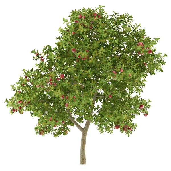 Appelboom met rode appels geïsoleerd op een witte achtergrond. 3D illu — Stockfoto